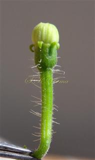  Male floral bud